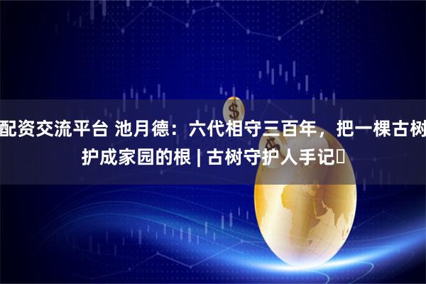 配资交流平台 池月德：六代相守三百年，把一棵古树护成家园的根 | 古树守护人手记⑪